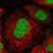 Stromal Antigen 1 antibody, HPA035015, Atlas Antibodies, Immunocytochemistry image 