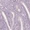 Nucleoporin 210 Like antibody, PA5-64164, Invitrogen Antibodies, Immunohistochemistry frozen image 