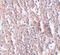 Zinc transporter ZIP5 antibody, 6089, ProSci Inc, Immunohistochemistry paraffin image 