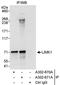 LIM Domain Kinase 1 antibody, A302-670A, Bethyl Labs, Immunoprecipitation image 