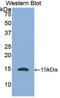 Histatin 1 antibody, LS-C299308, Lifespan Biosciences, Western Blot image 