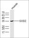 Palmitoyltransferase ZDHHC3 antibody, orb157241, Biorbyt, Western Blot image 