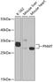 Phenylethanolamine N-Methyltransferase antibody, GTX54609, GeneTex, Western Blot image 
