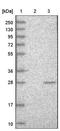 EBP Cholestenol Delta-Isomerase antibody, NBP1-85699, Novus Biologicals, Western Blot image 