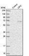 EDL antibody, NBP1-84898, Novus Biologicals, Western Blot image 