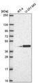 Progestin And AdipoQ Receptor Family Member 6 antibody, PA5-67298, Invitrogen Antibodies, Western Blot image 