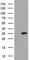 Src-like-adapter 2 antibody, TA505161, Origene, Western Blot image 
