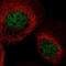 Receptor Like Tyrosine Kinase antibody, NBP2-37915, Novus Biologicals, Immunofluorescence image 