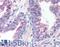 Exocyst Complex Component 2 antibody, LS-B103, Lifespan Biosciences, Immunohistochemistry frozen image 