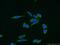 Aurora Kinase A antibody, 10297-1-AP, Proteintech Group, Immunofluorescence image 