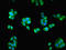 HAUS augmin-like complex subunit 8 antibody, LS-C675851, Lifespan Biosciences, Immunofluorescence image 