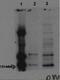 Mitogen-Activated Protein Kinase Kinase Kinase 11 antibody, orb6423, Biorbyt, Western Blot image 