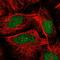 Zinc Finger Protein 366 antibody, NBP1-81922, Novus Biologicals, Immunofluorescence image 