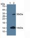 Cyclin D2 antibody, LS-C294101, Lifespan Biosciences, Western Blot image 