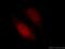 Paired Like Homeodomain 1 antibody, 10873-1-AP, Proteintech Group, Immunofluorescence image 
