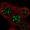 Biogenesis Of Ribosomes BRX1 antibody, HPA039614, Atlas Antibodies, Immunocytochemistry image 