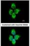 Matrix Metallopeptidase 8 antibody, PA5-28246, Invitrogen Antibodies, Immunofluorescence image 