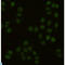 PCNA antibody, LS-C813074, Lifespan Biosciences, Immunocytochemistry image 