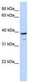 Zinc finger protein RFP antibody, TA337297, Origene, Western Blot image 