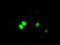 Inhibitor Of DNA Binding 3, HLH Protein antibody, TA500790, Origene, Immunofluorescence image 