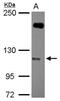 SH3 Domain Containing Ring Finger 1 antibody, GTX116687, GeneTex, Western Blot image 