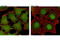 STAT3 antibody, 8768T, Cell Signaling Technology, Immunofluorescence image 