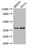 POU Class 5 Homeobox 1 antibody, A55121-100, Epigentek, Western Blot image 