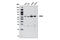 Phosphoenolpyruvate Carboxykinase 2, Mitochondrial antibody, 6924S, Cell Signaling Technology, Western Blot image 