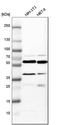 Calreticulin antibody, HPA002242, Atlas Antibodies, Western Blot image 