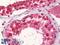 Cyclin-A1 antibody, LS-B7020, Lifespan Biosciences, Immunohistochemistry frozen image 