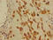DnaJ Heat Shock Protein Family (Hsp40) Member B11 antibody, orb400764, Biorbyt, Immunohistochemistry paraffin image 