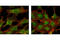 Erk1 antibody, 4696S, Cell Signaling Technology, Immunofluorescence image 