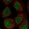 Fizzy And Cell Division Cycle 20 Related 1 antibody, NBP1-91774, Novus Biologicals, Immunocytochemistry image 