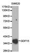 Growth Differentiation Factor 15 antibody, TA326764, Origene, Western Blot image 