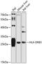 Major Histocompatibility Complex, Class II, DR Beta 3 antibody, 14-426, ProSci, Western Blot image 