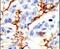 Docking Protein 2 antibody, PA5-14754, Invitrogen Antibodies, Immunohistochemistry frozen image 