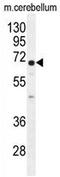 UDP Glycosyltransferase 8 antibody, AP54457PU-N, Origene, Western Blot image 