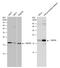 TATA-Box Binding Protein Associated Factor 12 antibody, GTX130863, GeneTex, Western Blot image 