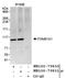Family With Sequence Similarity 91 Member A1 antibody, NB100-79830, Novus Biologicals, Immunoprecipitation image 