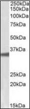G Protein Subunit Beta 3 antibody, orb96448, Biorbyt, Western Blot image 