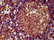 Adhesion G Protein-Coupled Receptor E2 antibody, LS-C680134, Lifespan Biosciences, Immunohistochemistry paraffin image 