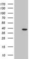 RAD9-HUS1-RAD1 Interacting Nuclear Orphan 1 antibody, LS-C795913, Lifespan Biosciences, Western Blot image 