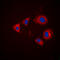 Aurora Kinase A antibody, LS-C358422, Lifespan Biosciences, Immunofluorescence image 