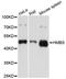 Porphobilinogen deaminase antibody, LS-C331681, Lifespan Biosciences, Western Blot image 