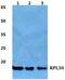 Ribosomal Protein L30 antibody, PA5-75563, Invitrogen Antibodies, Western Blot image 