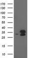 Eukaryotic Translation Initiation Factor 4E Family Member 2 antibody, CF502403, Origene, Western Blot image 