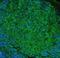 Fc Fragment Of IgE Receptor II antibody, LS-C313532, Lifespan Biosciences, Immunofluorescence image 