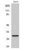 Myogenic Factor 6 antibody, PA5-51016, Invitrogen Antibodies, Western Blot image 