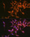 Proteasome Subunit Beta 6 antibody, 19-259, ProSci, Immunofluorescence image 