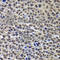 Histone H3 antibody, A7010, ABclonal Technology, Immunohistochemistry paraffin image 